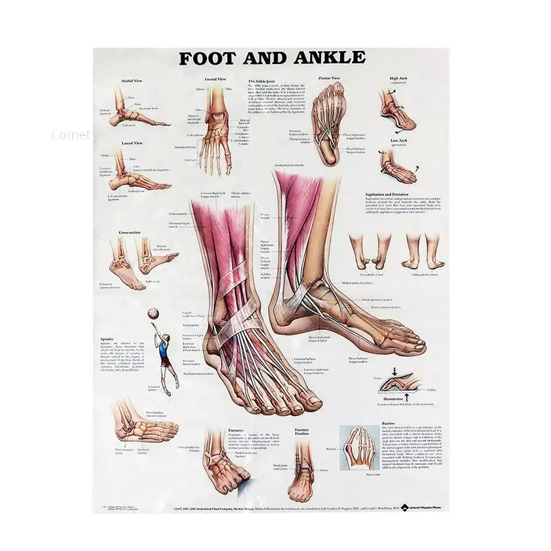 44 см * 33 Анатомия стопы и лодыжки плакат анатомическая диаграмма человека средства ухода за кожей образования для анатомический плакат