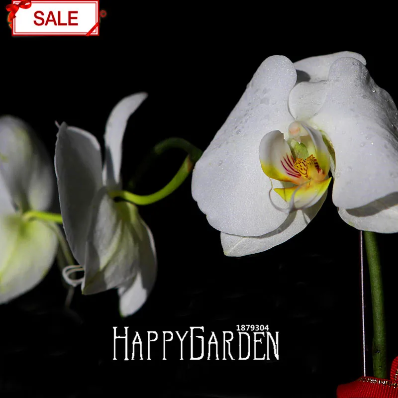 

New Arrival!50 Pcs / lot White Phalaenopsis bonsai Perennial Flowering Plants Potted Orchids Flowers garden,#NOB4PQ