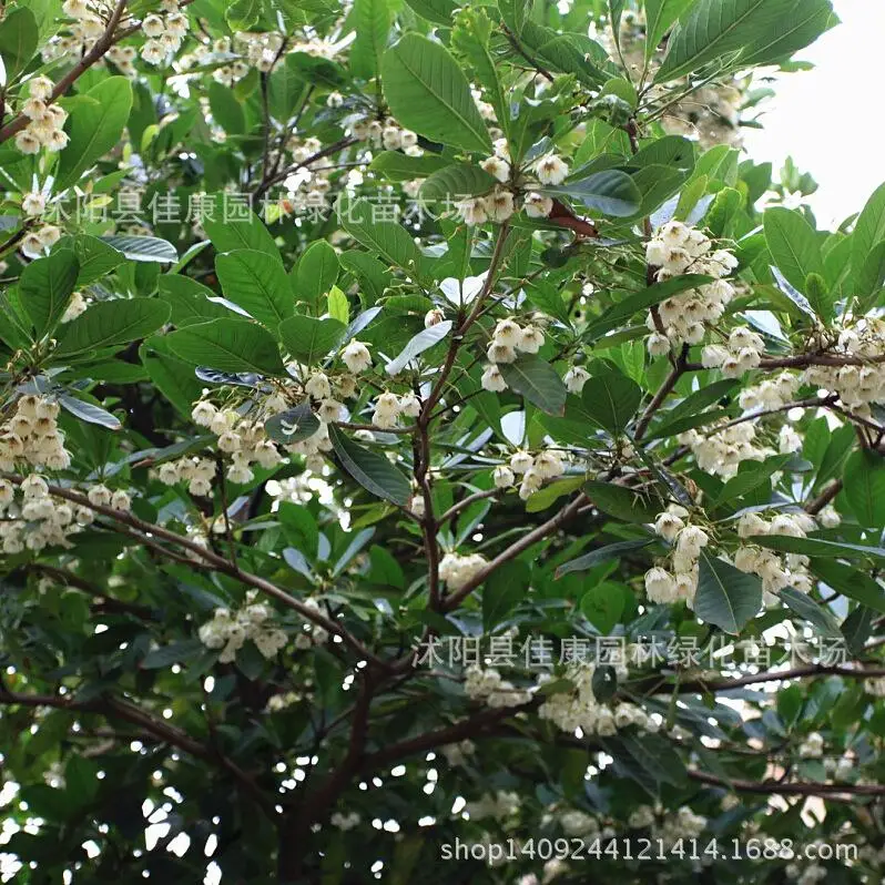 Дерево растение плантилветplanttriplantylveplanttriplant большой лист листовая мука Du Yingmei натирает оливковый реальный фотоаппарат 200 г/упак