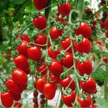 

chwy NEW 2017 hot summer mince vegetables plant Tomato bonsais Juicy perennial garden 100/bag