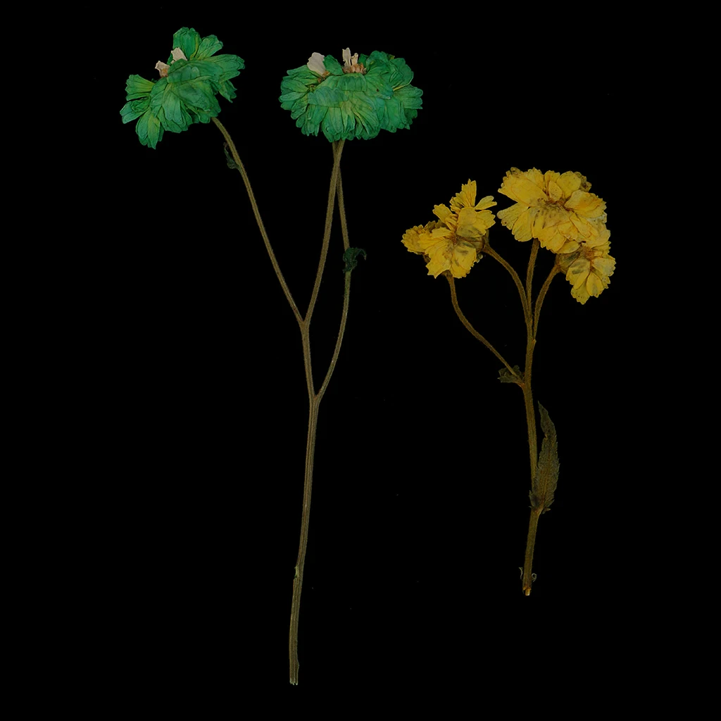 10 Pieces Pressed Dried Flowers Colourful Daisy Real Dried Flowers For DIY Phone Case, Jewelry Findings Decoration