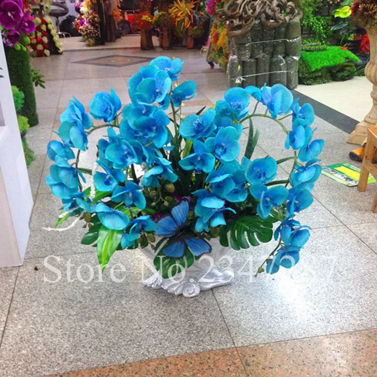 

bonsai flower blue orchid bonsai, beautiful phalaenopsis orchid home garden plant orchid pot quality flower plants 50pcs