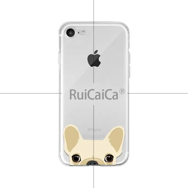 Cute and funny pet dog cat head