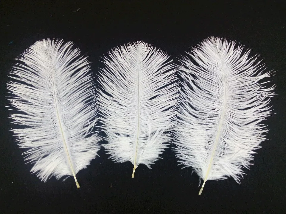 Feathers gay