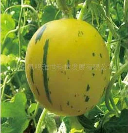 

Jingyu Yellow Meteor melon bonsai 20 pcs organic vegetable bonsai