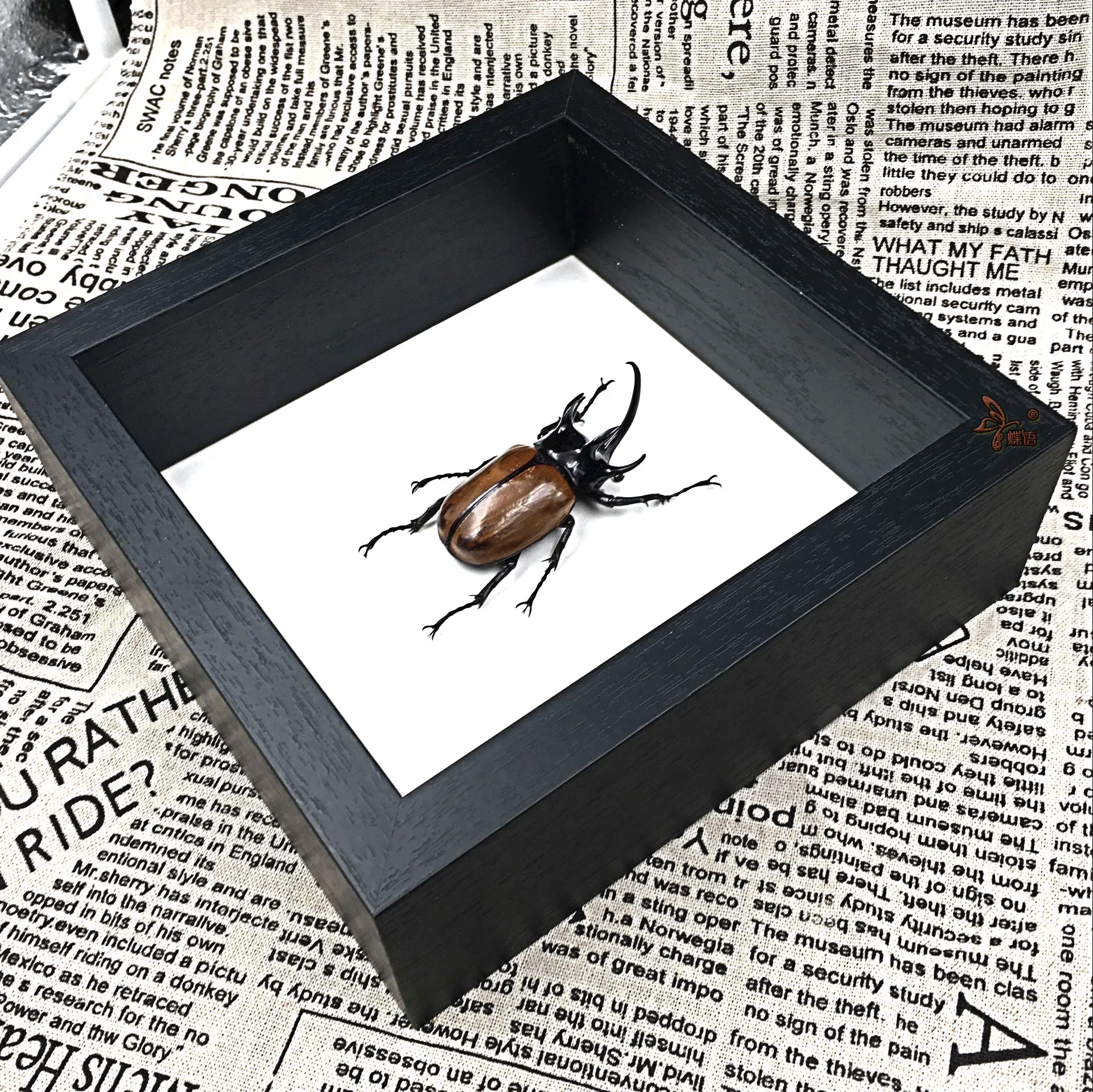 Образцы насекомых Eupatorus gracilicornis с рамой образовательное оборудование пятирогий жук