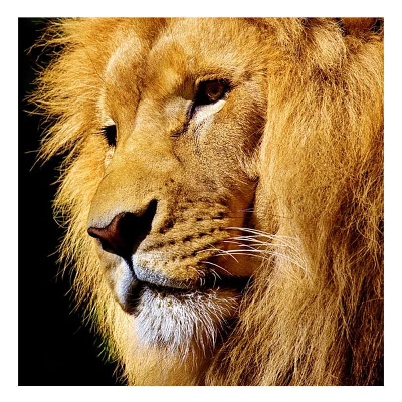 Полосатый рейс гиф. Полосатый лев. Лев вася. Полосатый рейс люминал. Лев вася.