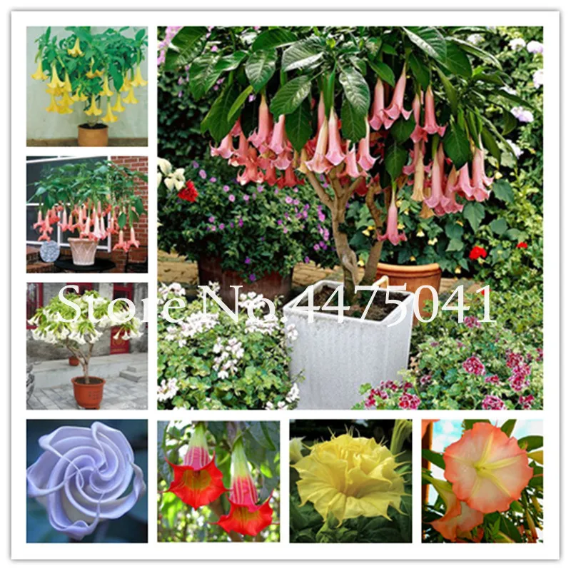 

Promotion !100 Pcs Mix Datura Flower Datura Bonsai Dwarf Brugmansia Suaveolens Flamenco Angel's Trumpets Planting Exotic Garden