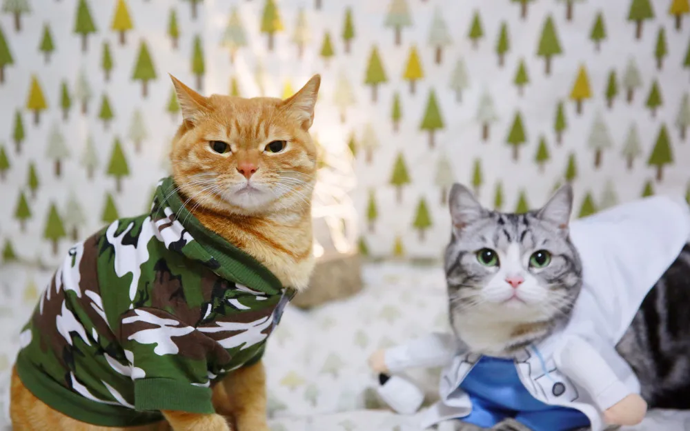 Темно-синие камуфляжные костюмы для кошек, костюм, одежда, армейский зеленый розовый худи, товары для собак, кошек, весна, осень, зима