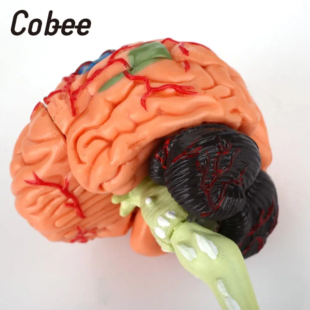  School Educational Model Medical Teaching Model Brain Anatomy Model 4D Detachable Visual Scientific - 32903818143
