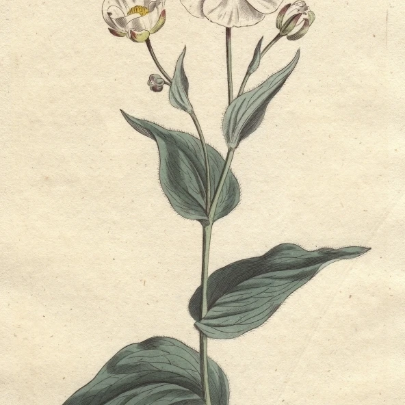 Plantain-Leaved Crowfoot With White Flowersa Poster Print By <ALIMT >&reg;</ALIMT> Florilegius Mary Evans (24 X 36)