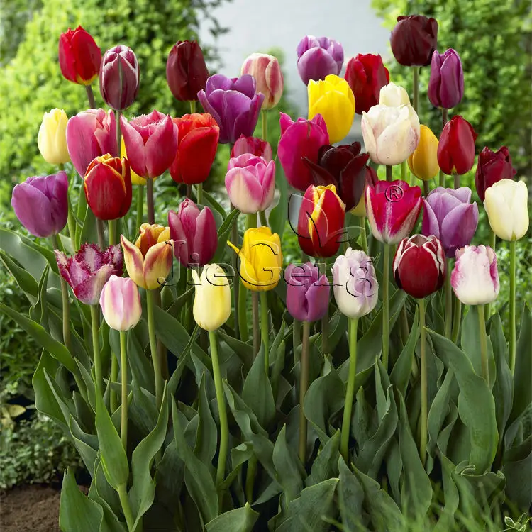 Dutch Tulip Bulbs * 1 Bulb * Tulipa Flower * Triumph Tulip * Free