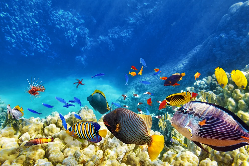 LIFE MAGIC BOX Under Sea Fish Backdrop Children's Photography Backgrounds | Электроника