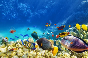 

LIFE MAGIC BOX Under Sea Fish Backdrop Children's Photography Backgrounds