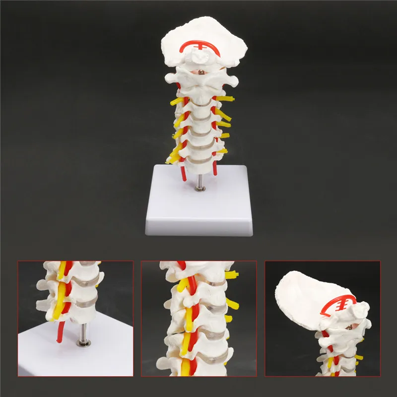 18cm Life Size Cervical Vertebra Arteria Spine Spinal Nerves Anatomical Model School Educational Medical Teaching Learning Model