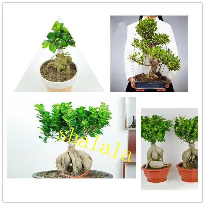 

50 pcs Lovely Banyan Tree Bonsai Chinese Rare Ficus Microcarpa Tree Green Bonsai Refreshing Air Home Garden
