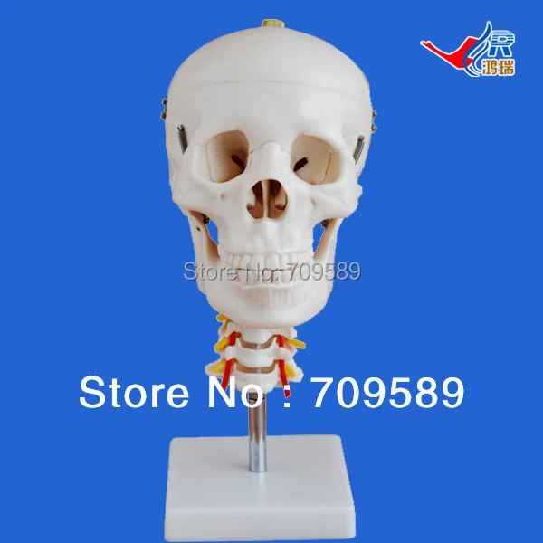 

ISO Skull Model with Cervical Spine, Anatomical Skull model