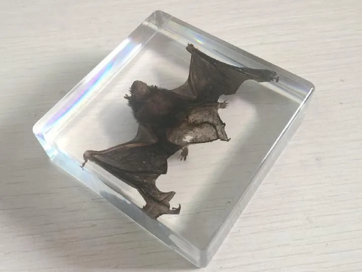 Китайский Pipistrelle летучая мышь образец животного в прозрачном акриловом Lucite Paperweight ювелирные изделия TAXIDERMY подарок