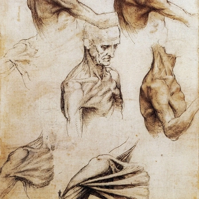 Da Vinci Anatomical Drawings Poster Print by Science Source (24 x 36)