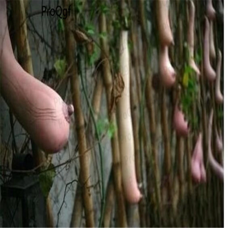 

1000Pcs Vietnam milk melon cucumber like women's breast