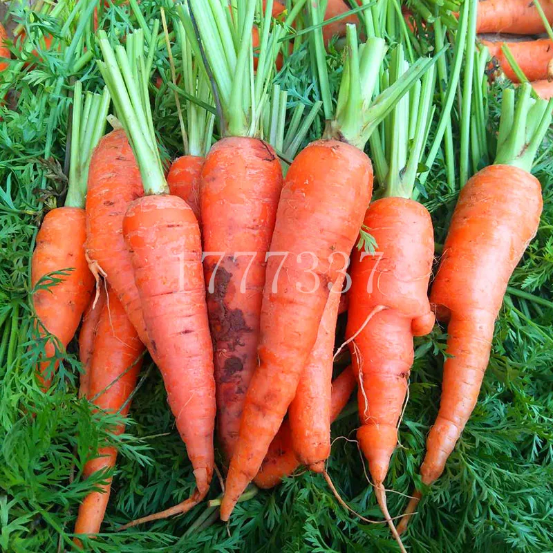 

500PCS/Bag Carrot Potted Plants Vegetables And Fruits IDY Vegetable Garden Plant Healthy Organic Vegetable Garden