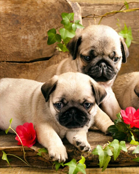 Diamond Painting Bulldog Diamond Embroidery 3D DIY 5D Diy Diamond