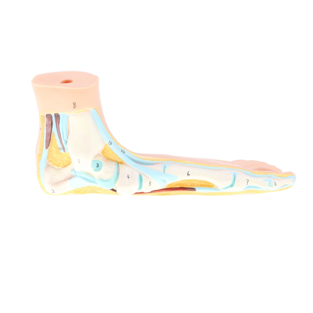 1:1 Lifesize Human Normal/ Arched/ Flat Foot Model with Ligaments Bones Muscles Medical Anatomical Study Kit