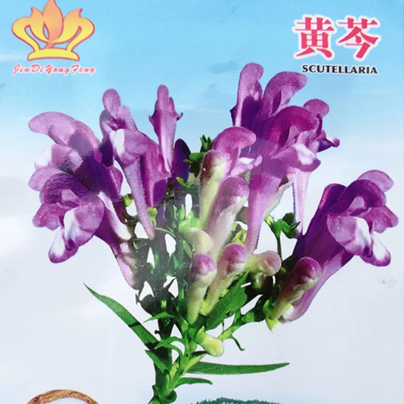 

2019 Flower Seeds Semillas Sun Garden Bonsai Plants Home Gardening Seed Of Chinese Herbal Medicine Radix Scutellariae 50 Pcs
