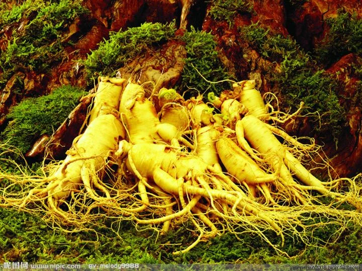 

100 Pcs/Lot Hot Sale!Chinese Ginseng Panax ginseng flores , Potted Bonsai Plant Flower plantas for Home Garden