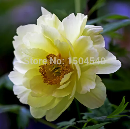 Free shiping Green Peony Flower Seeds For Home &amp Garden DIY Plants Beautiful lovely 5pcs |
