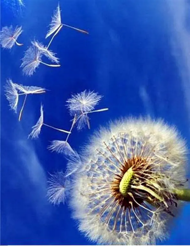 5D Diy Diamond Painting Dandelion Diamond Embroidery Beautiful Butterfly squareround Drill Vertical Print Round Diamond Plant (9)