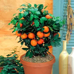 40 шт. мандарин оранжевый бонсай сладкие цитрусовые растения съедобные фрукты бонсай дерево здоровая еда для дома Садовые принадлежности