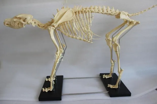 ショップ セール 犬の骨格標本 1 2m 犬の骨の骨格 教育機器 等身大 Dog Skeleton Dog Skeleton Modelbone Skeleton 商品コード Signature Johaness Com