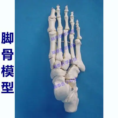 1X1 human model Foot bone model ankle movable teaching use free shipping