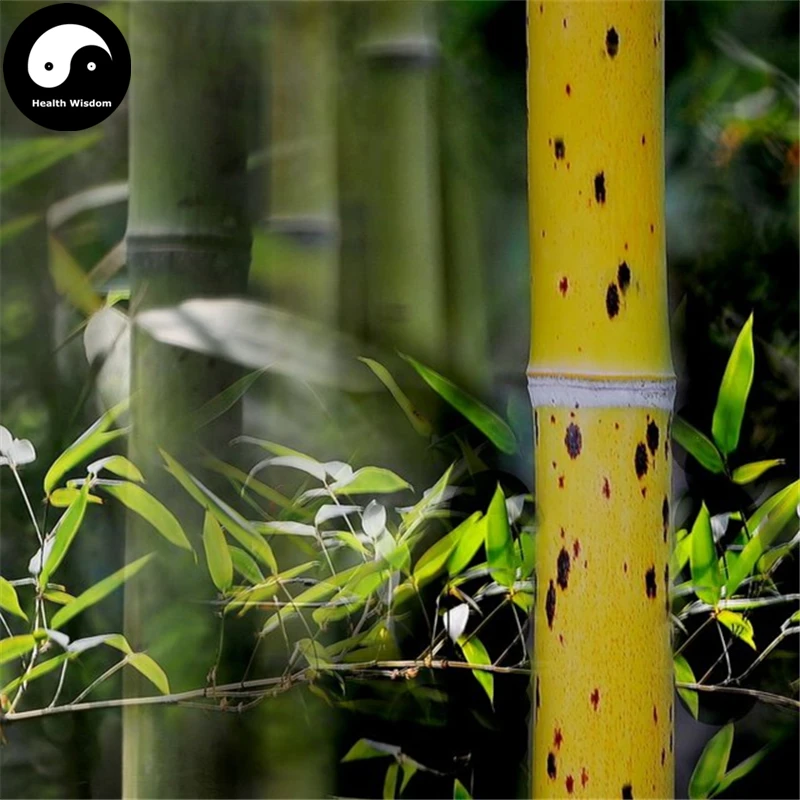 Buy Ban Bamboo Tree Semente 60pcs Plant Chinese Bamboo For Bamboo