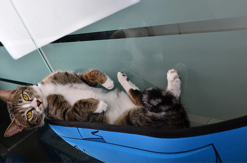 4316512216_1397814943