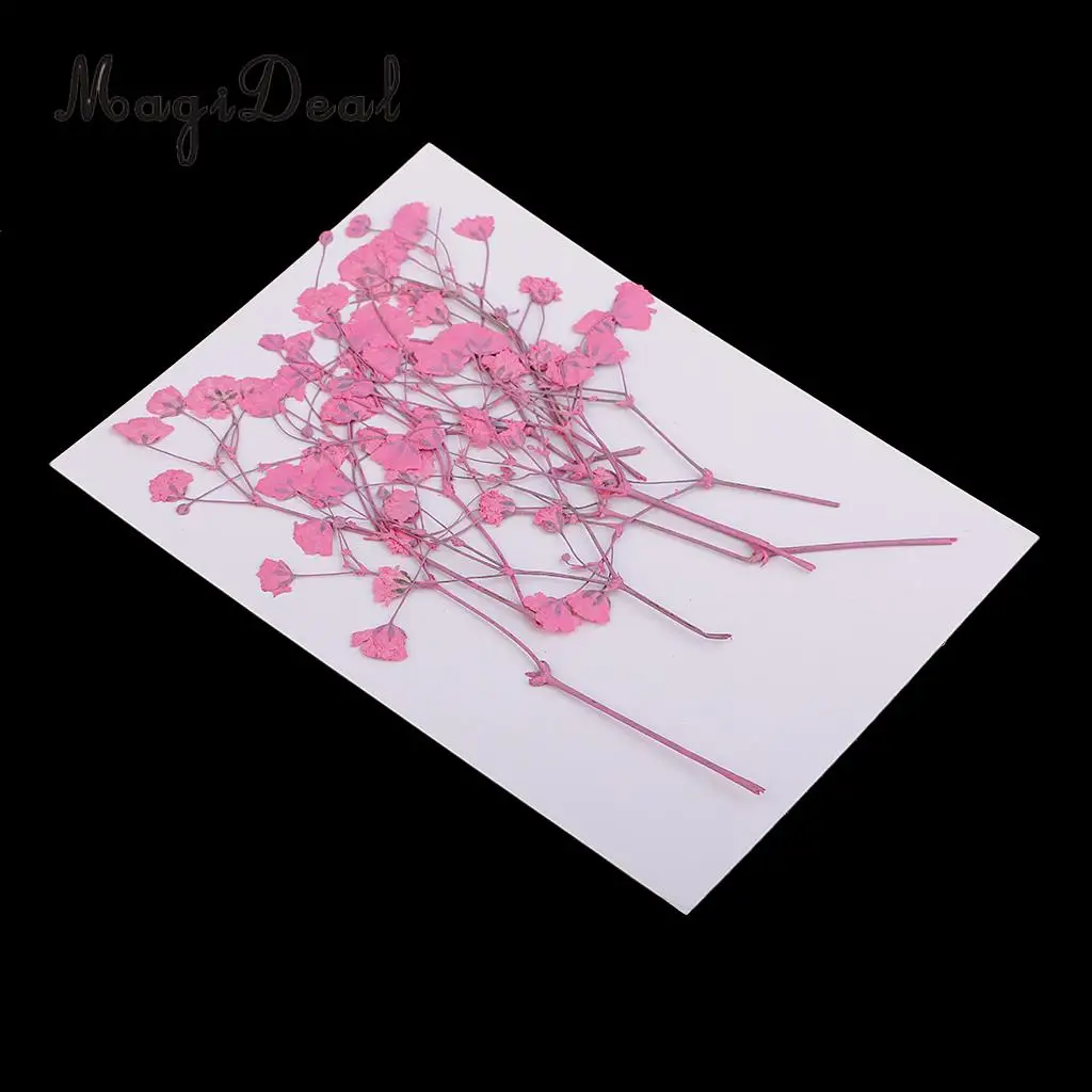 10 / 20Pcs Beautiful Real Pressed Rose Petal Babysbreath Flowers Dried Flowers for Art Craft Scrapbooking DIY Resin Jewelry