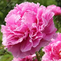 ZLKING 1 шт. Herbaceous пион лампы цветы горшках домашний сад растения на балконе Bulbous не высокая прорастание скорость бонсай
