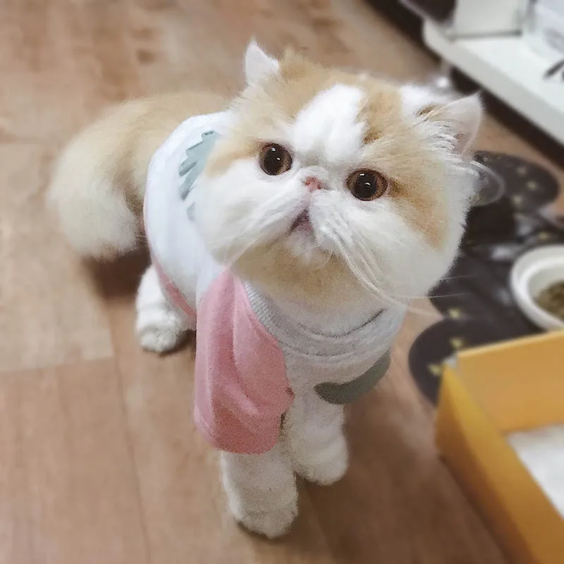 Одежда для кошек хлопковая одежда маленьких костюм котенка зимняя