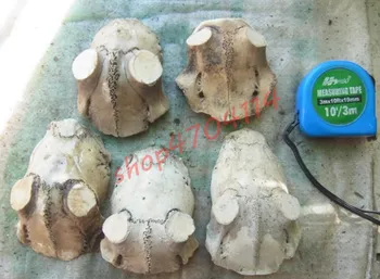 

Pure natural, solid antler skull, one slice, exquisite crafts, collections, home decorations