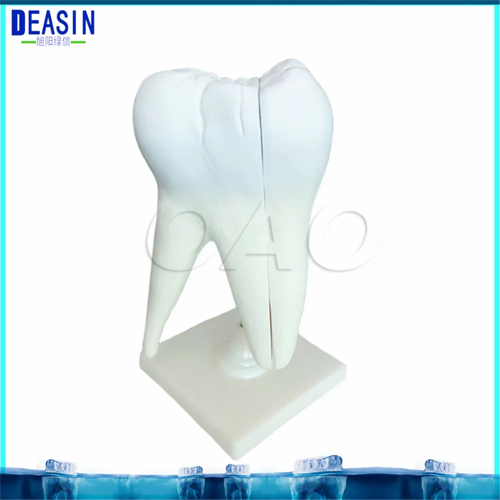 

2018 Dentist Tooth Model with nerve Teeth Student Learning Model Dental Clinic Decoration Furnishing Articles Creative Sculpture