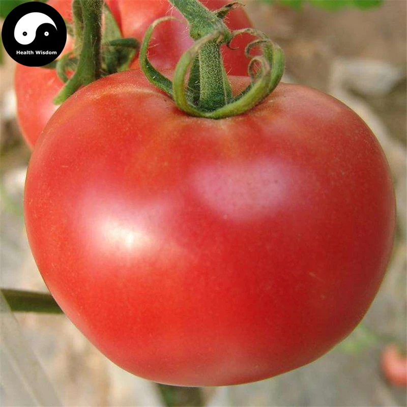 Buy Tomatoes Vegetable Semente 600pcs Plant Chinese Fruit Big Red
