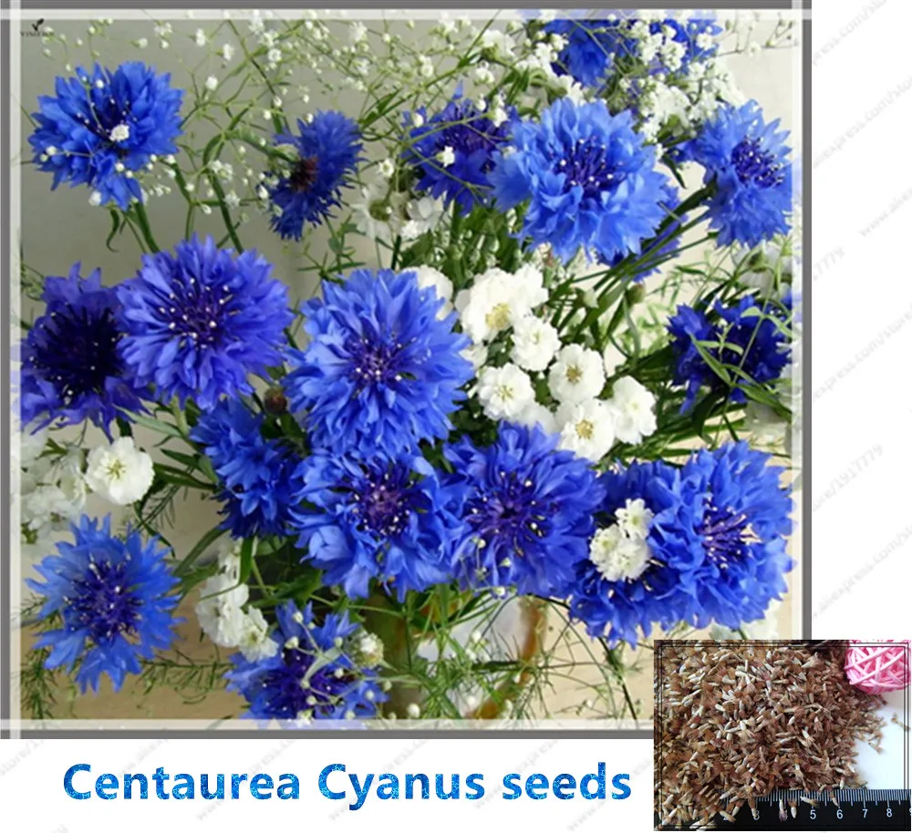 Cornflower Blue Flowers Reviews Online Ping 100pcs Bag Cornflower Centaurea Cy Seeds Blue Flower For Home Garden Plants Excellent Cut