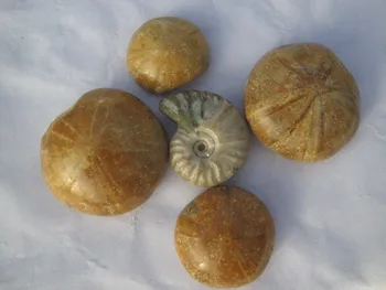 

Natural sea star fossil minerals + snail ammonite fossils