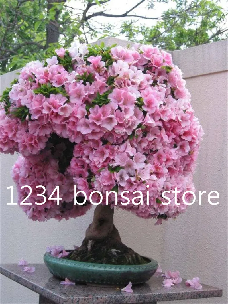 10 Pcs Rare sakura bonsai flower seedling outdoor, Bonsai plants Cherry Blossoms office desktop flowers Tree for home & garden 10 Pcs Rare sakura bonsai flower seedling outdoor, Bonsai plants Cherry Blossoms office desktop flowers Tree for home & garden