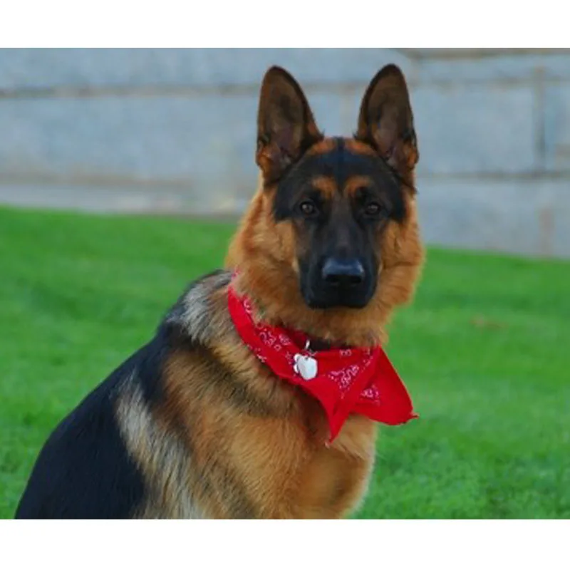 Animal German Shepherd Bandana Dog Pet customization Diamond Painting