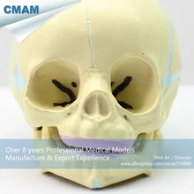 12330/человеческий скелет фетальный череп ребенок младенец анатомическая модель, медицинская научная образовательная учебная анатомическая модель