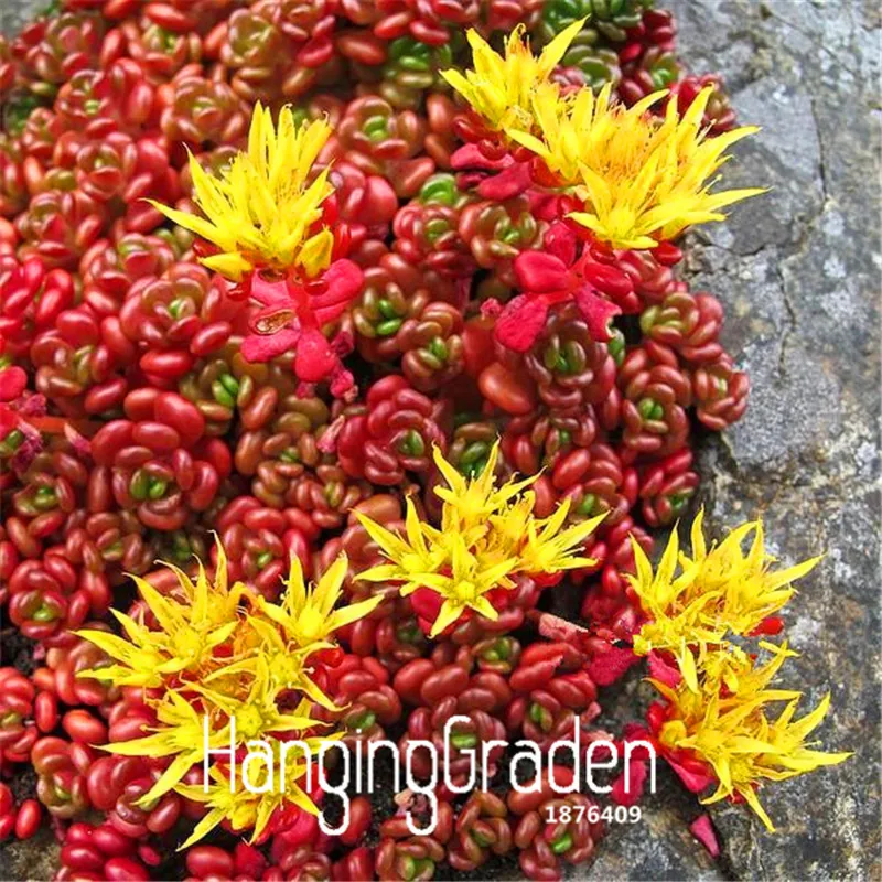 

New 2018! 100 PCS Sedum Oreganum garden Bonsai Succulent Plant Flower flores