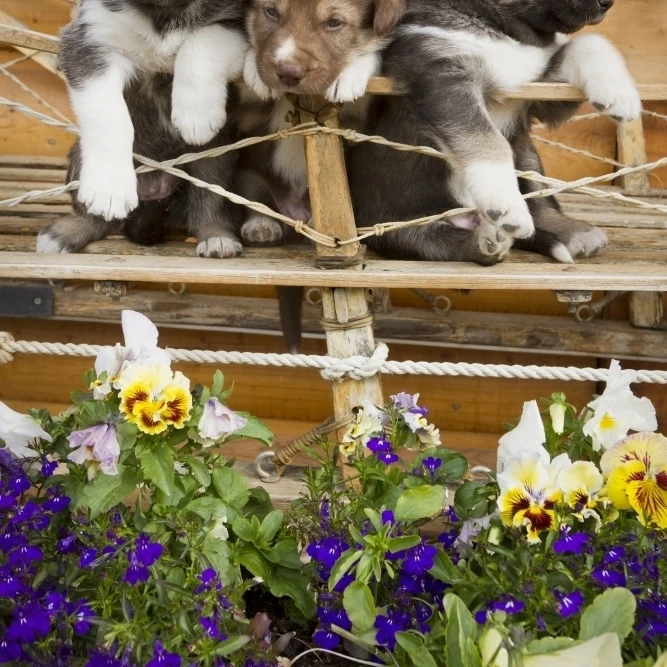 Iditarod Alaskan Husky Puppies Pose In Traditional Wooden Sled  Alaska  Summer Poster Print (22 x 34)