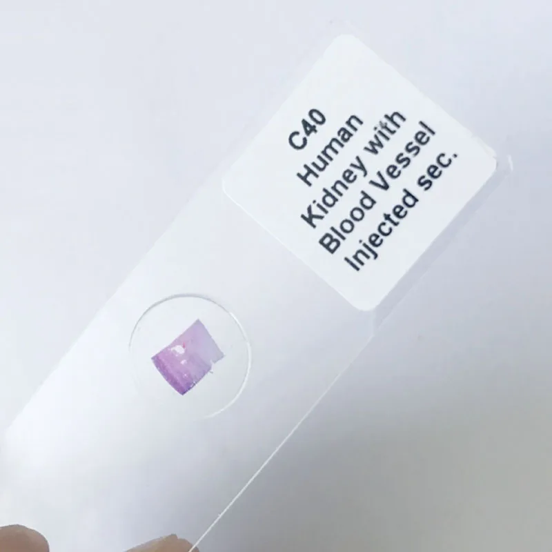 

50PCS Prepared Specimen Human Tissue Histology Prepared Slides Set
